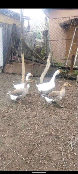 Гусячі яйця для виводку