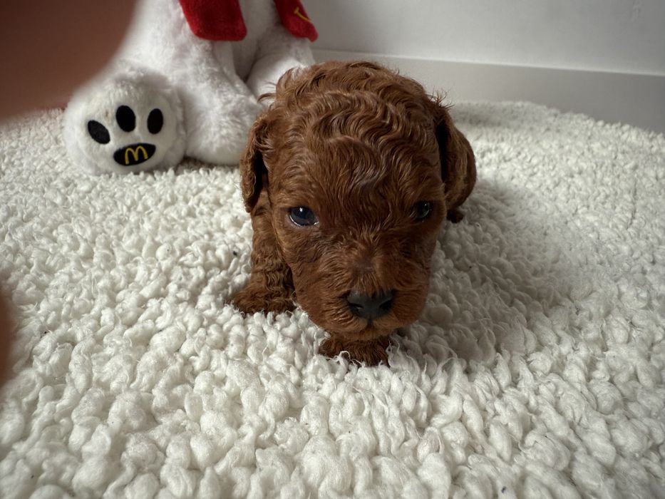 Pudel Toy Red piesek