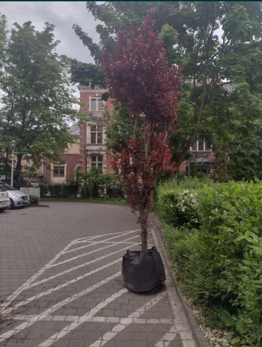 Sadzenie drzew nasadzenia zastepcze ogrodnik wycinka drzew formalnosci