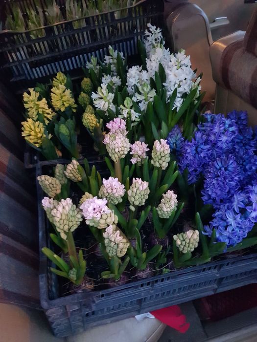 Крокуси й Гіацинт на 8 березня