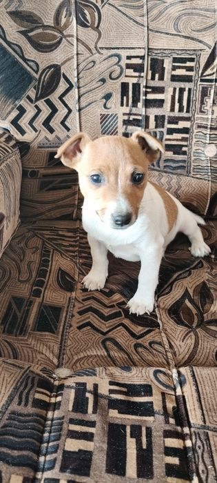 Jack Russell Terrier