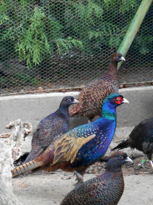 Bażanty melanistyczne  kury