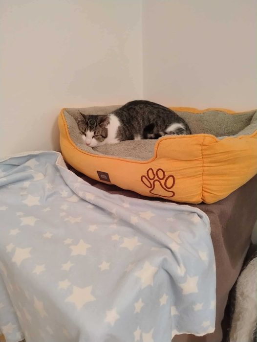 Piękny, duży Lord szuka swojego człowieka.