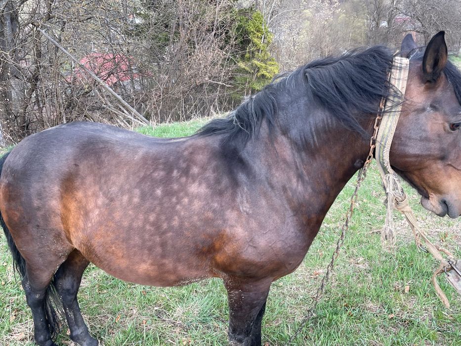 Продам коня 9 років має