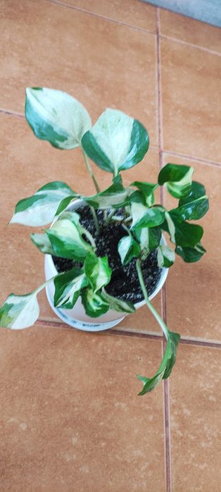 Сцендапсус (епіпремнум) Марбл Епл або Тайський Клон