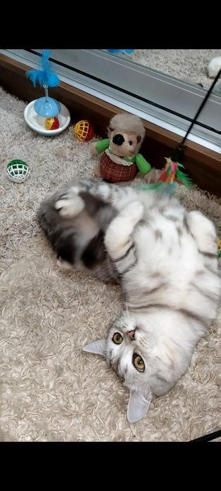 Серебристый мраморный мальчик.Скоттиш страйт.