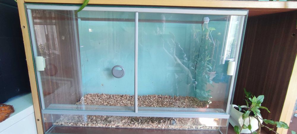 Terrarium wąż pająk agawa