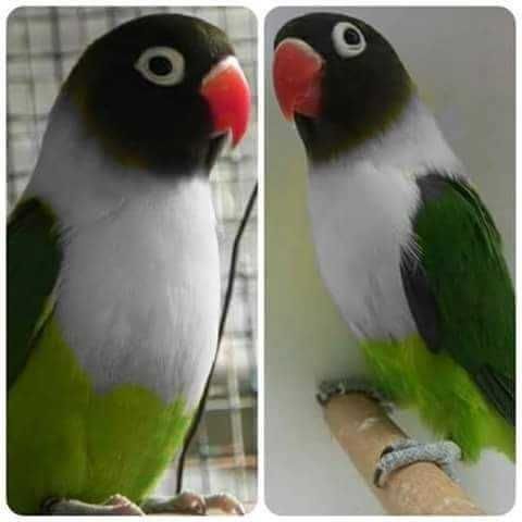 Vendo ficher e personatas