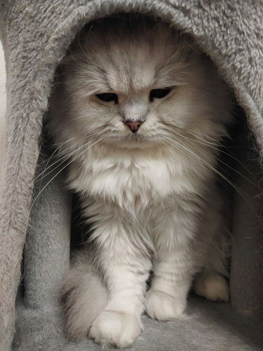 Галантний зеленоокий кавалер запрошує на побачення