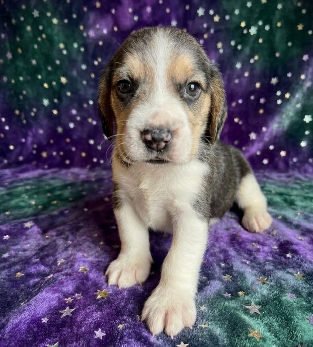 Beagle tricolor chłopiec pies szczeniak z rodowodem, rodowód