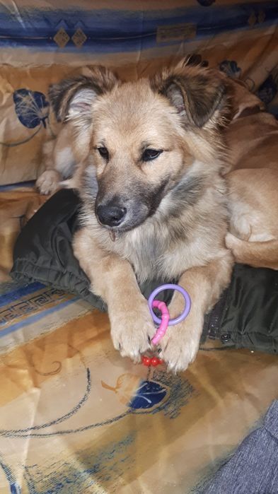 Szczeniak pilnie szuka domku