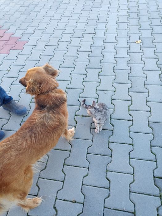 Kotek do adopcji Dyzio