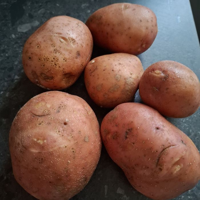 Ziemniaki jadalne i sadzeniaki