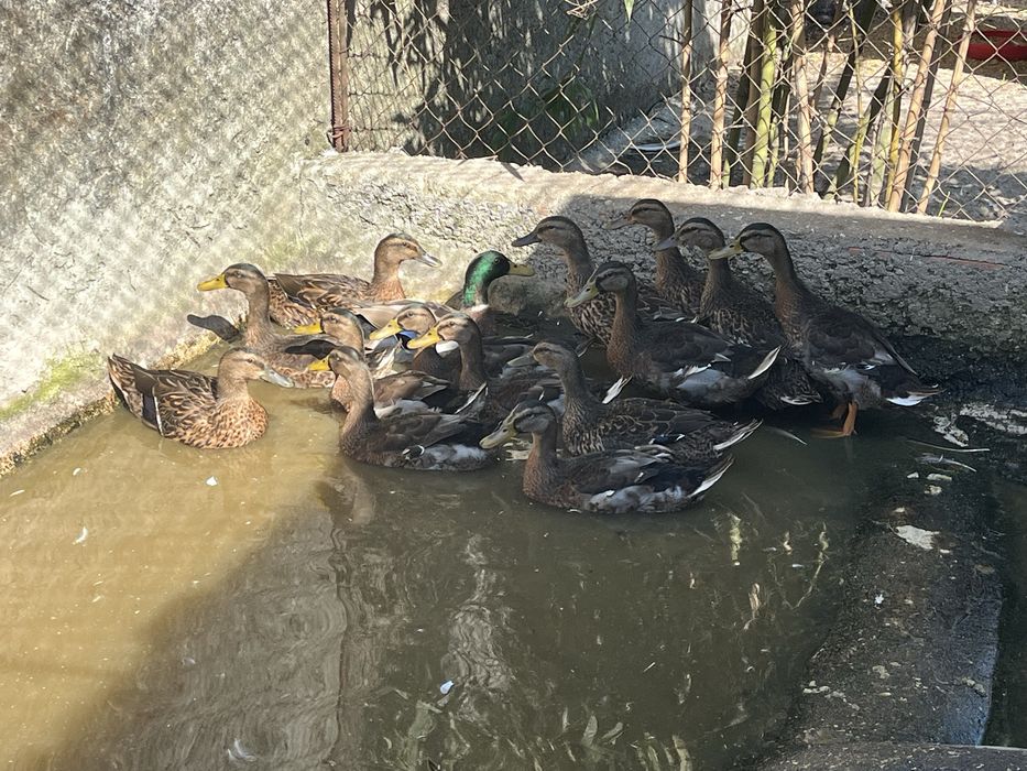 Patos e pombas de leque