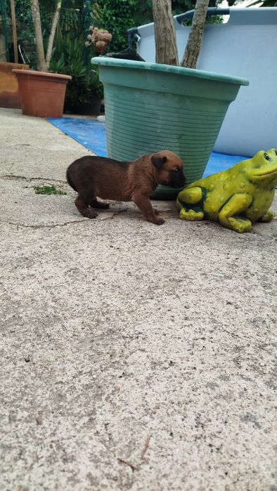 Dou cães  com 1 mês