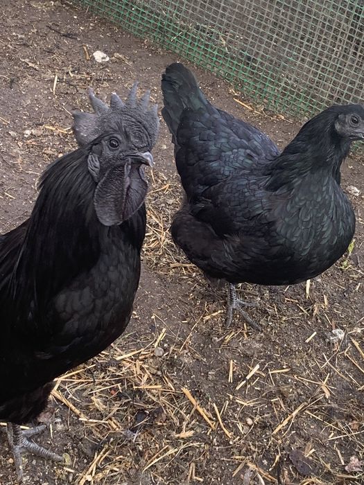 AYAM CENAMI jaja legowe