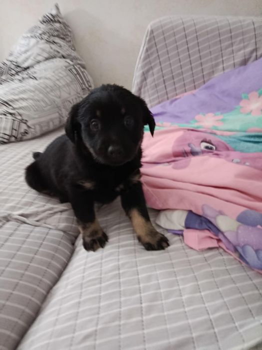 Suczka czarna. Wabi się Sonia