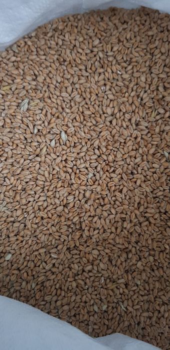 Sprzedam pszenicę ozimą patras