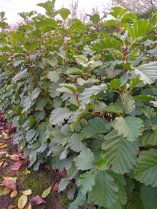 Sadzonki drzew leśnych