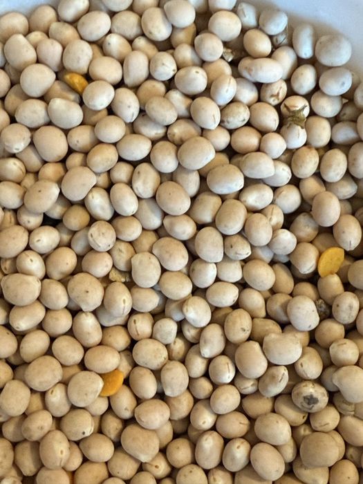 Pszenica jara, owies, łubin bialy słodki i gorzki