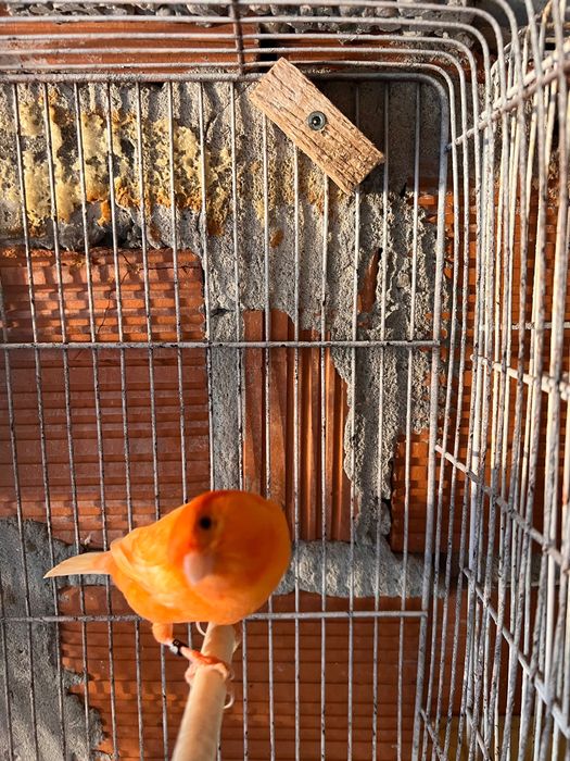 Vendo casal de canários vermelhos