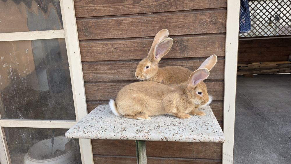 Olbrzym belgijski zolty