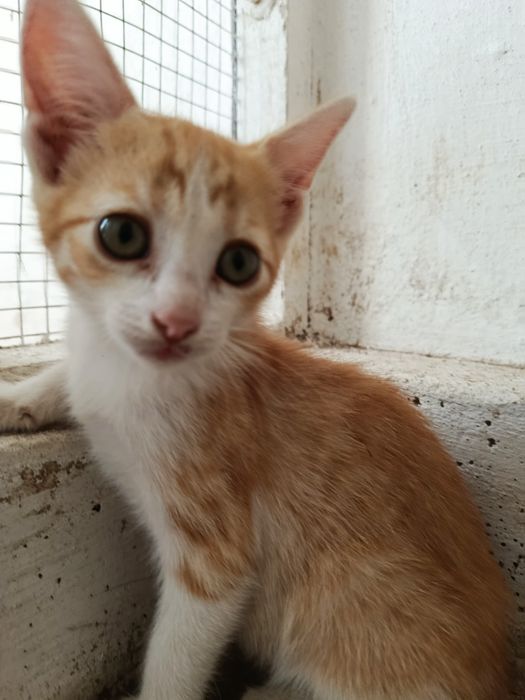 Gatinha bebé para adoção