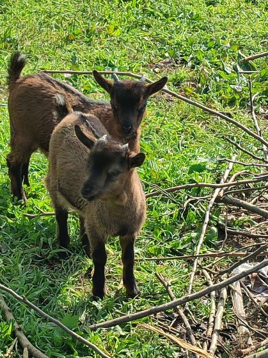 Cabras anãs  muito dóceis