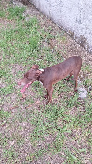 Cão simpático e carinhoso - já castrado. Foi abandonado