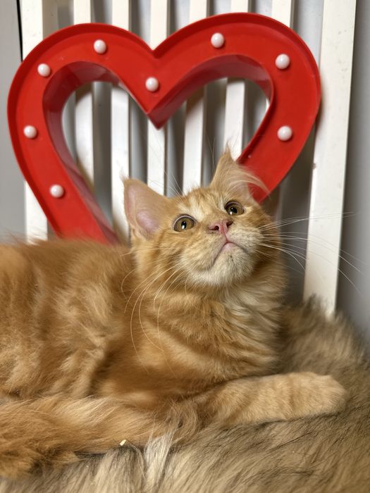 Jamal XL of Coty Coli