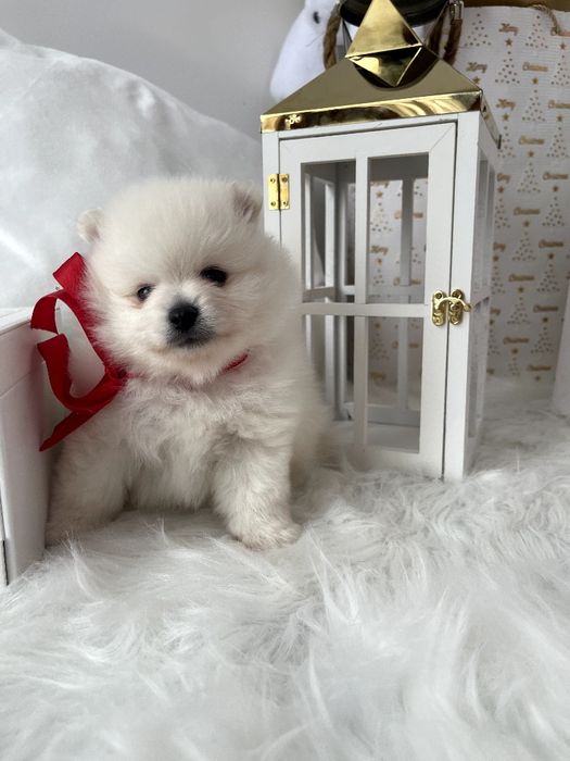 Померанські шпіци  краса, ніжність і любов в одному