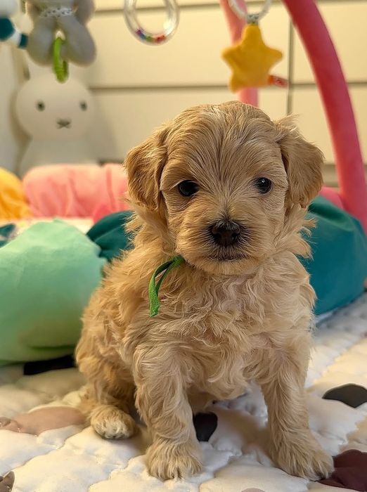 Маленьке диво на чотирьох лапках