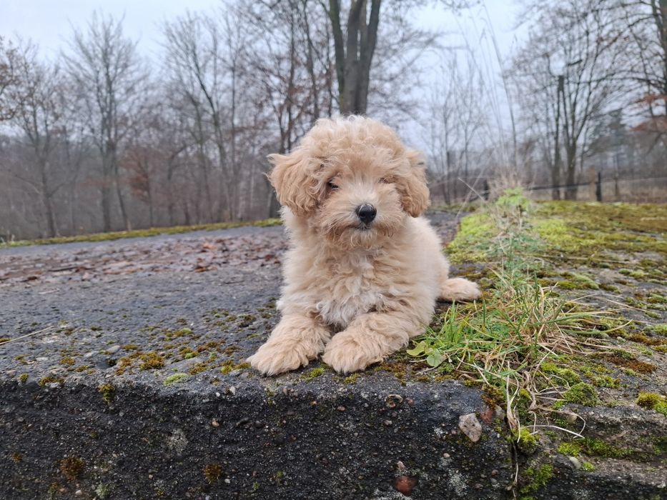 maltipoo szczeniak suczka