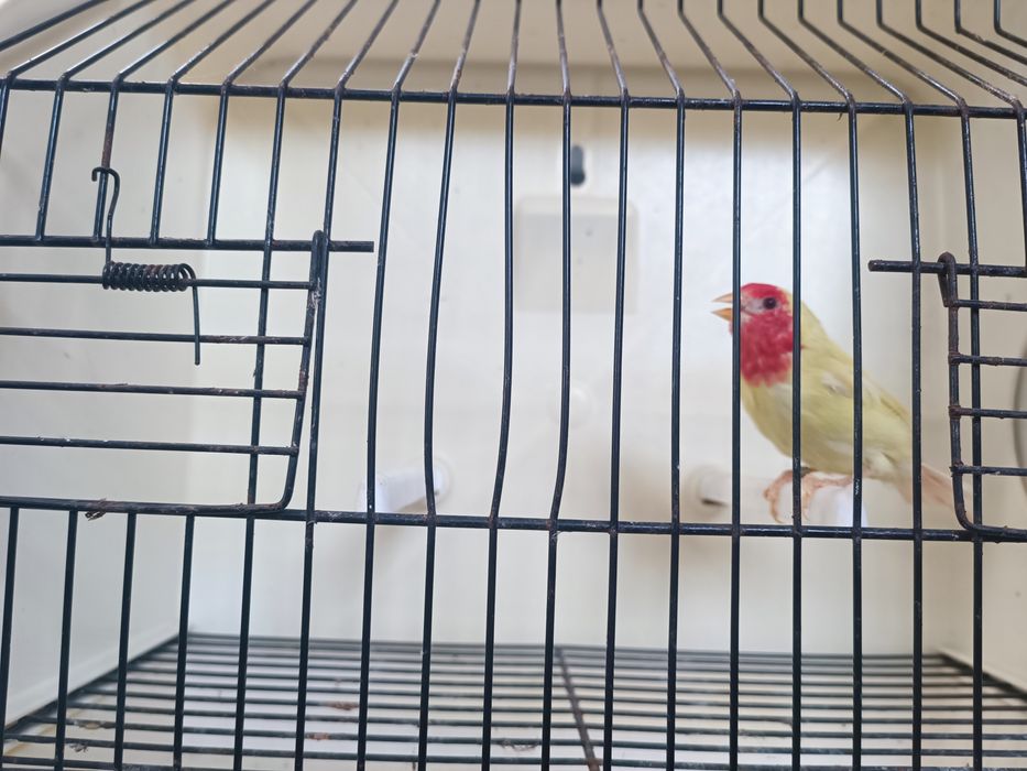 Fêmeas diamante papagaio lutinas