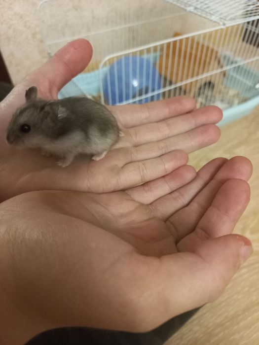 Джунгарики хомячки