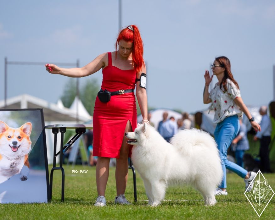 Samoyed/ Samoyed FCI/ Samojed – planowane mioty jesień/ zima 2026 | ZK