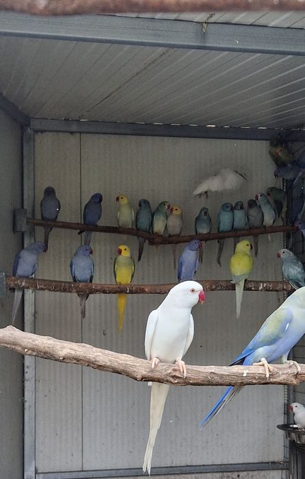 Ring Necks Adultos, 2024 e 2025