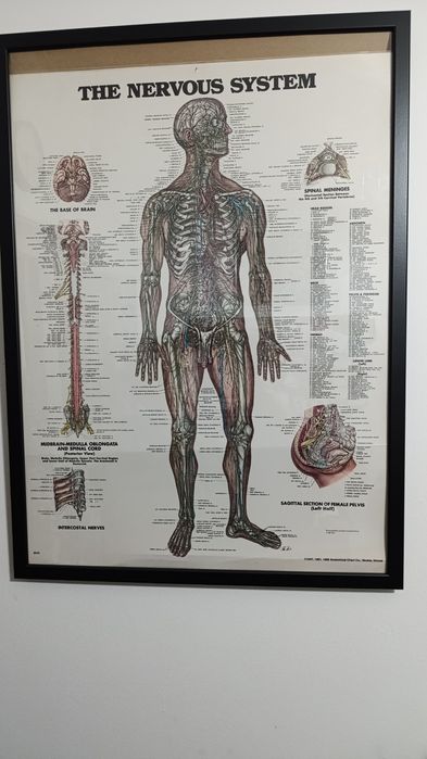 Anatomia do sistema nervoso (73,5 x 53,5)