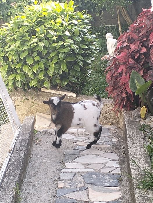 vendo cabrito anão