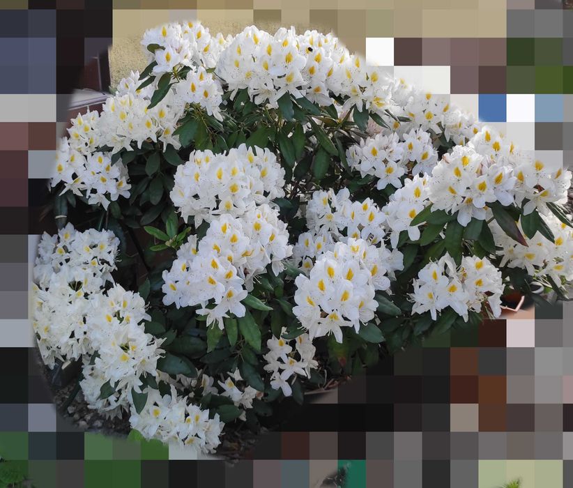 2x Rododendron fioletowy różowy