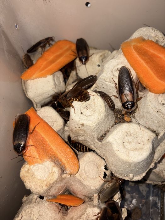 Baratas Argentinas Machos