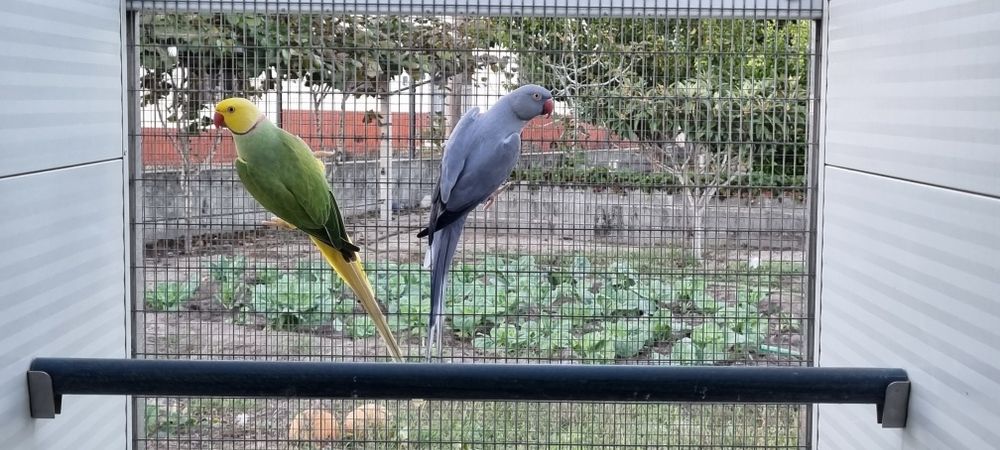 Ring Necks Casais adultos de 24 & 25