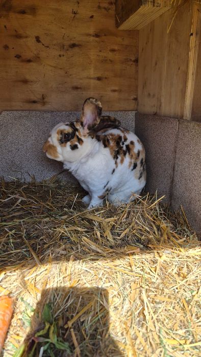 Króliki, młode, matka mix belg, ojciec rex