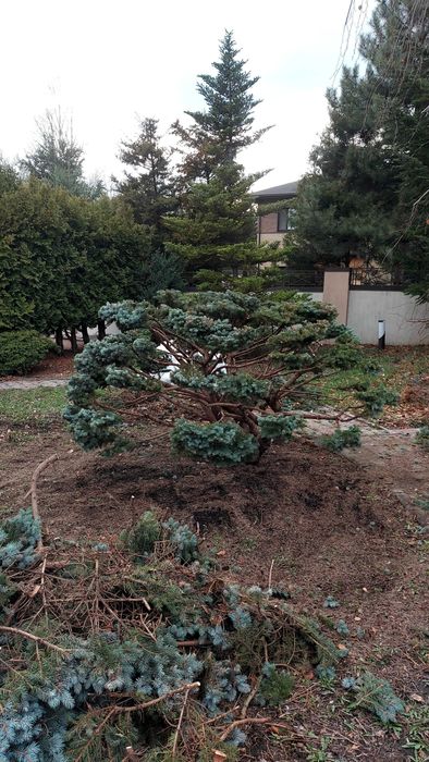 Послуги садівника. Обробка рослин від шкідників та хвороб.