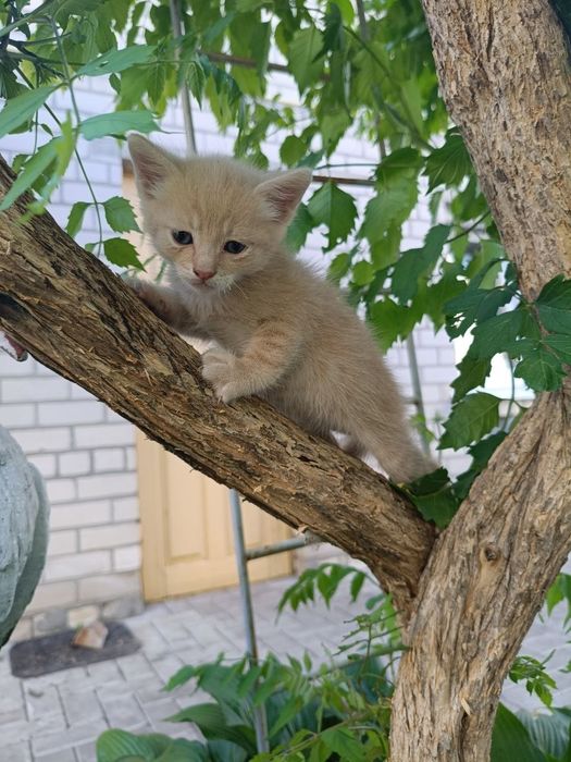 Шукаємо найкращу родину для маленьких кошенят
