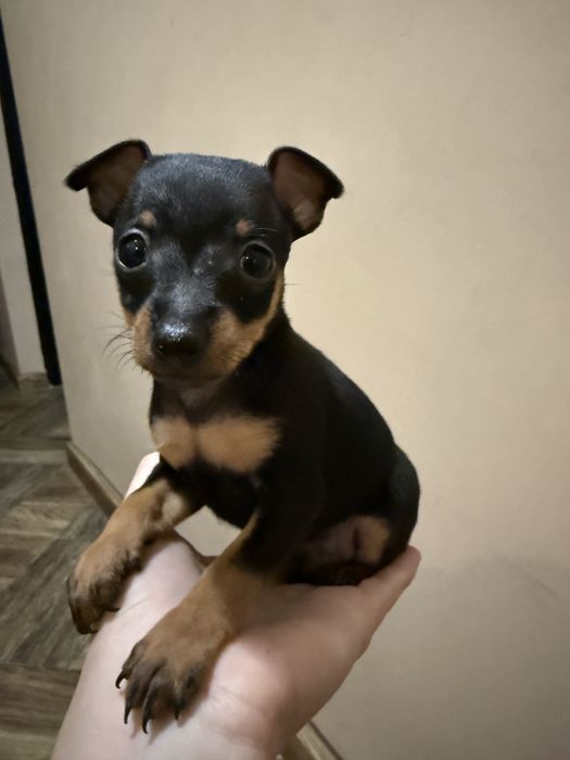 Szczeniak piesek mini pinczerek