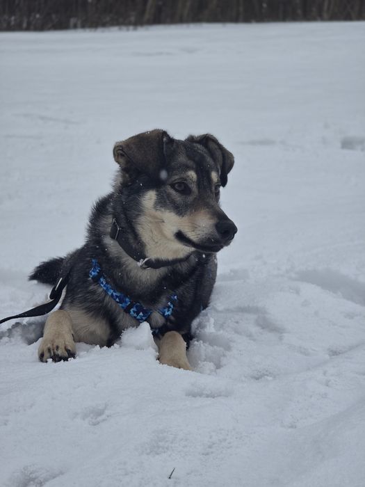 ***Amir ***

Amir jest jednym z psów, które podczas pożaru stracił