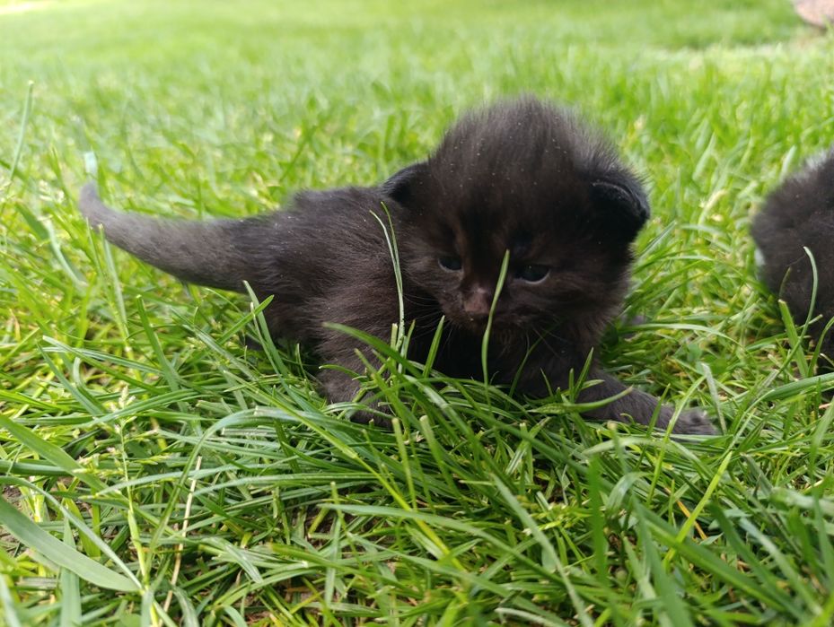 Кіт, кошеня, коцур