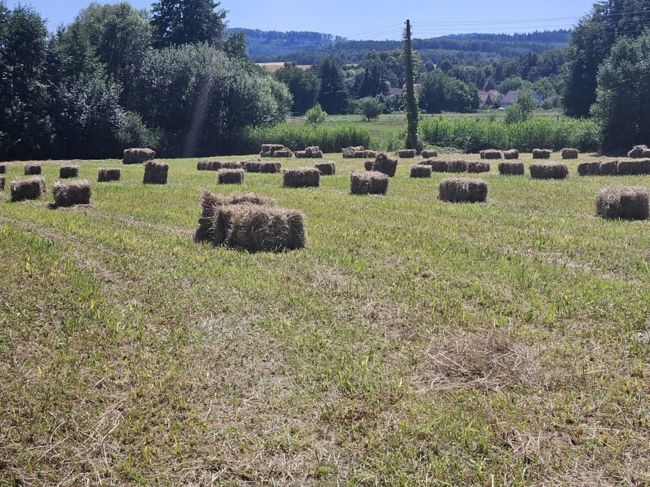 Do sprzedania siano kostkowe
