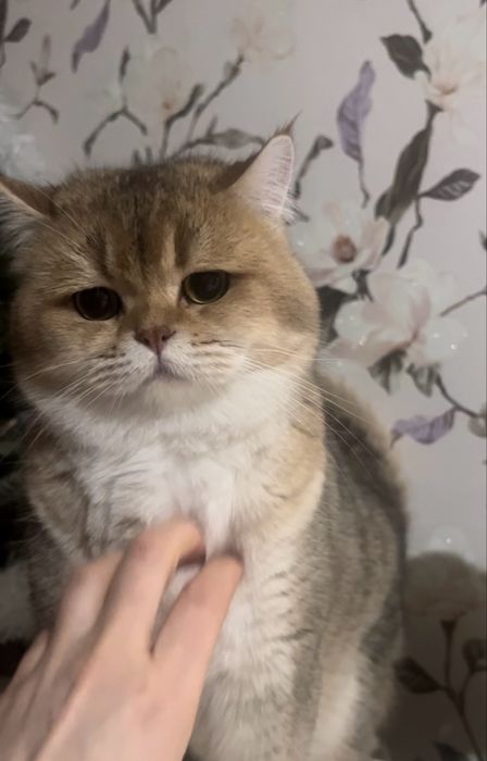 Вязка котов золотистий шиншиловий котик